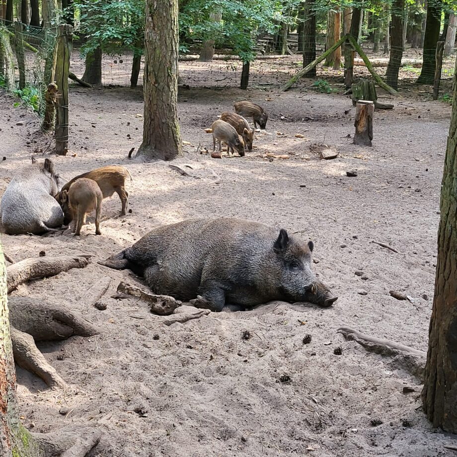 Tierpark (6)